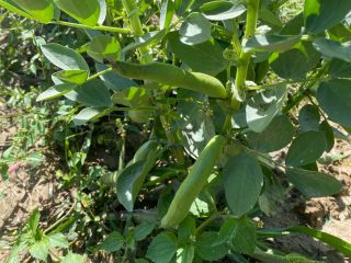Hello, I am selling broad beans in Strąki, not