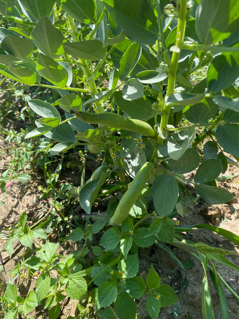 Hello, I am selling broad beans in Strąki, not shelled at a price of PLN 3 per kg, any quantity, possible delivery for an additional fee within 200 km from