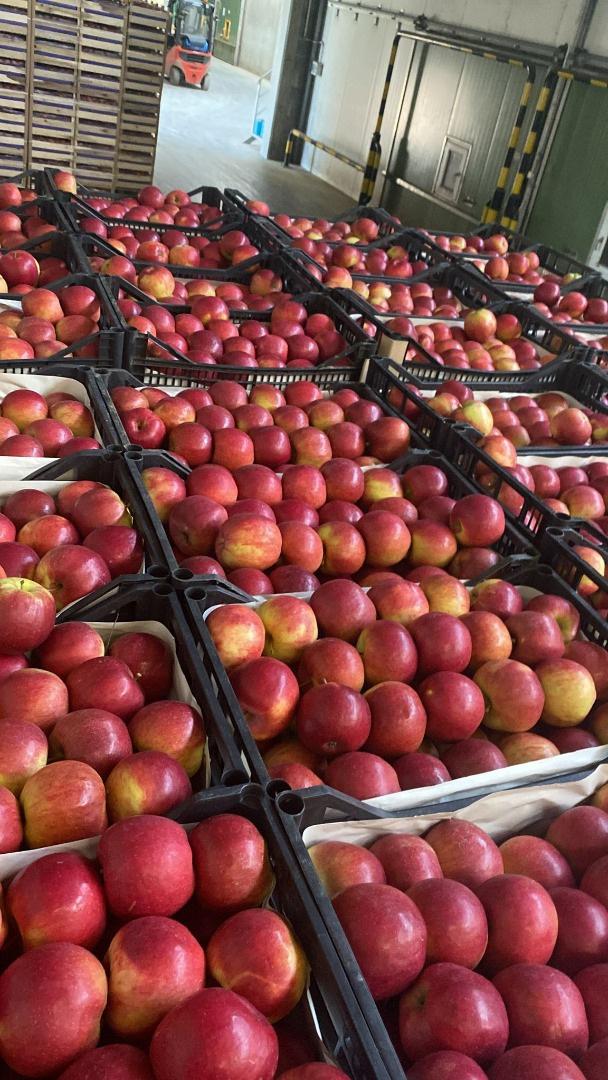 Firma Fruit TF zajmująca się exportem owoców i warzyw, głównie jabłek, zachęca do współpracy