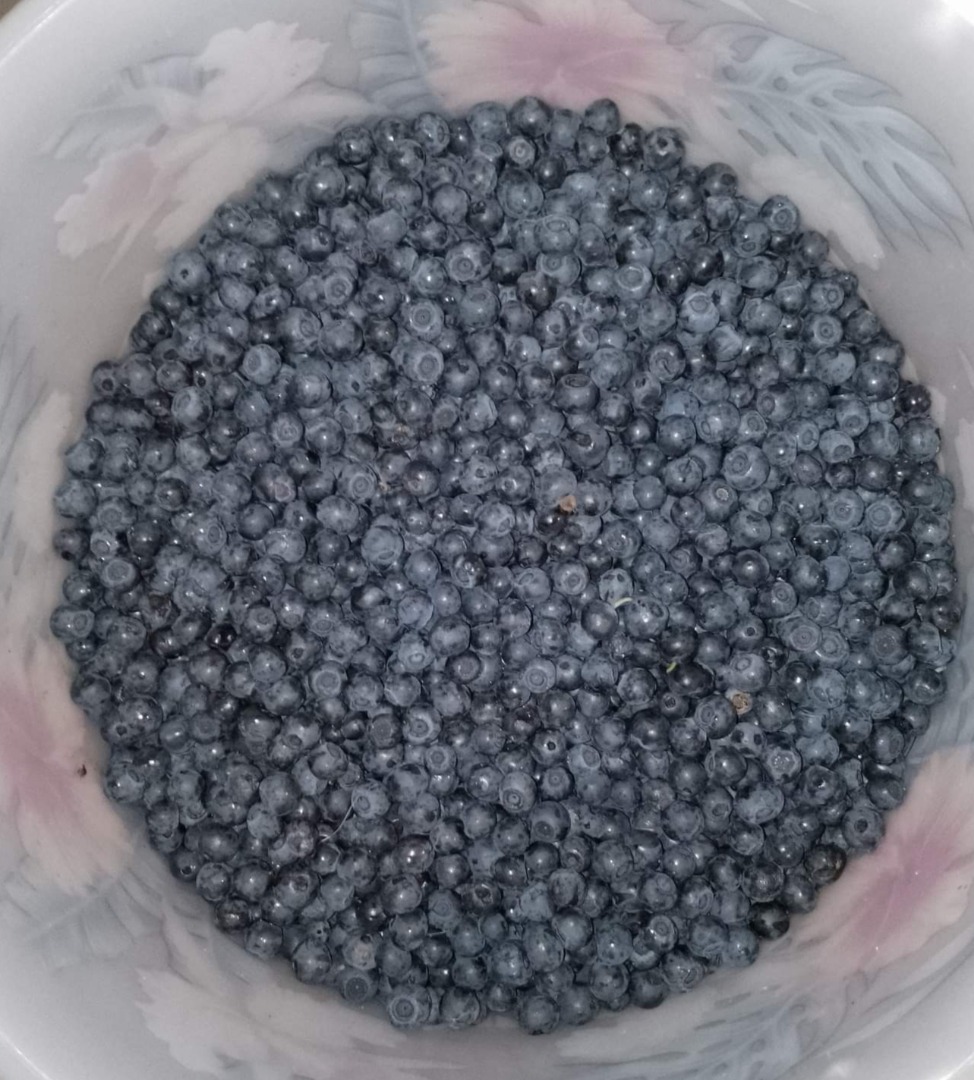 Forest blueberry for sale, harvested fresh daily