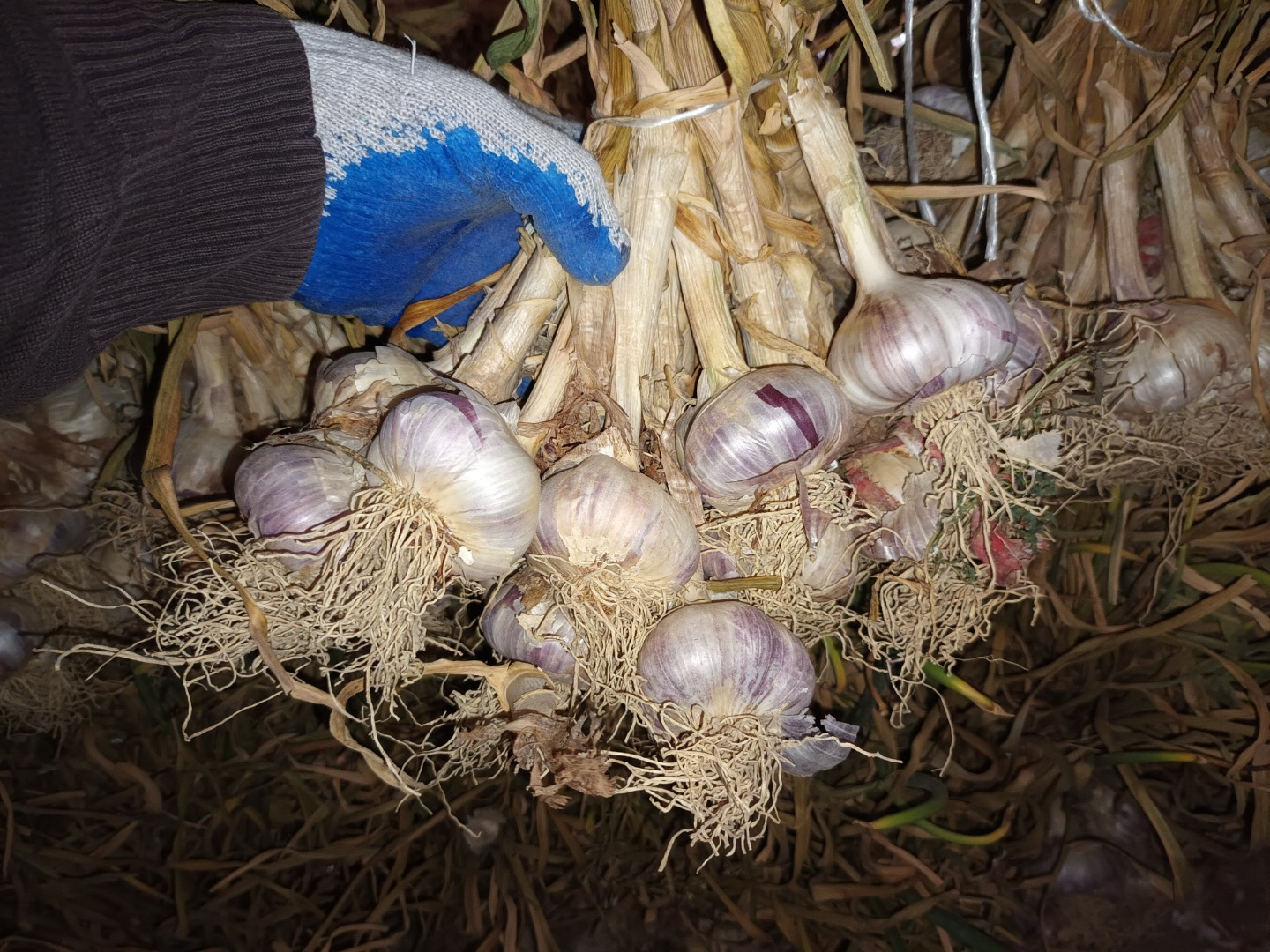 I will sell Polish garlic from my own plantation