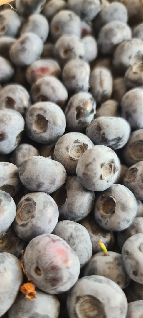I will sell blueberry, various varieties