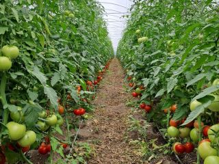 I am selling tasty and commercial tomatoes.