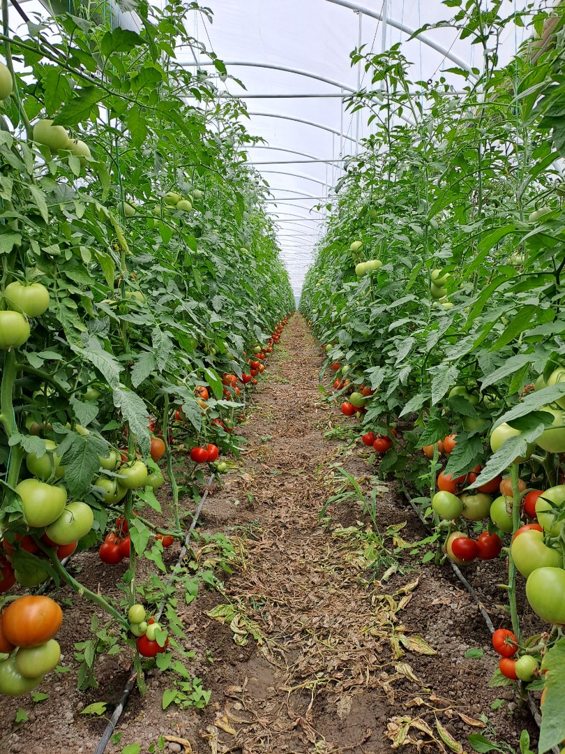 I am selling tasty and commercial tomatoes