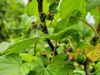 I will sell about 3-4 tons of eco blackcurrant.
