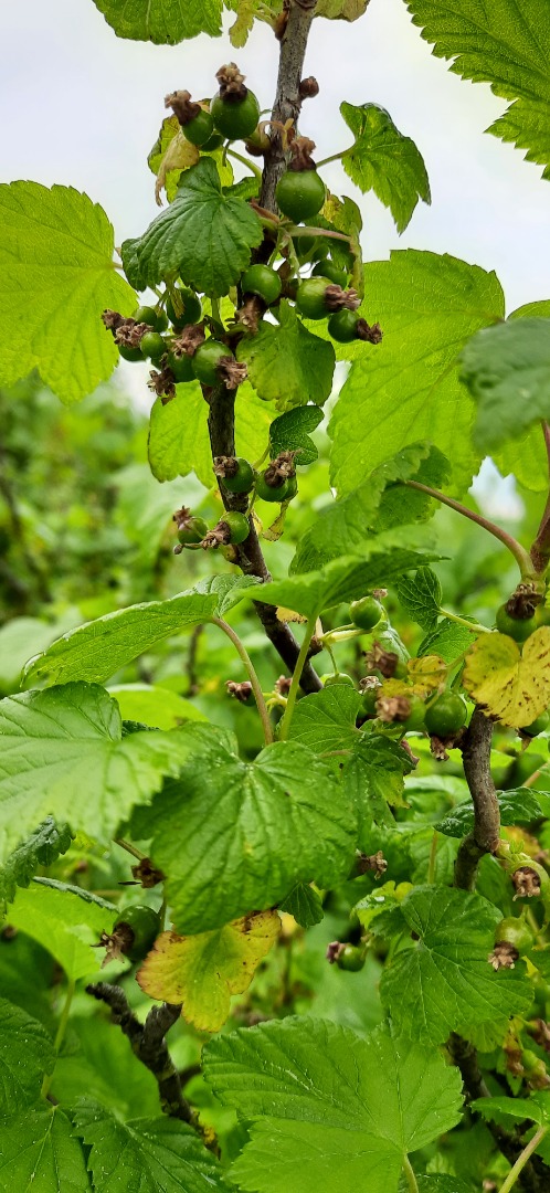 I will sell about 3-4 tons of eco blackcurrant