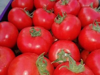 Cheglavici reds from my solarium