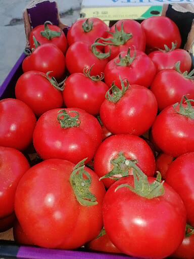 Cheglavici reds from my solarium