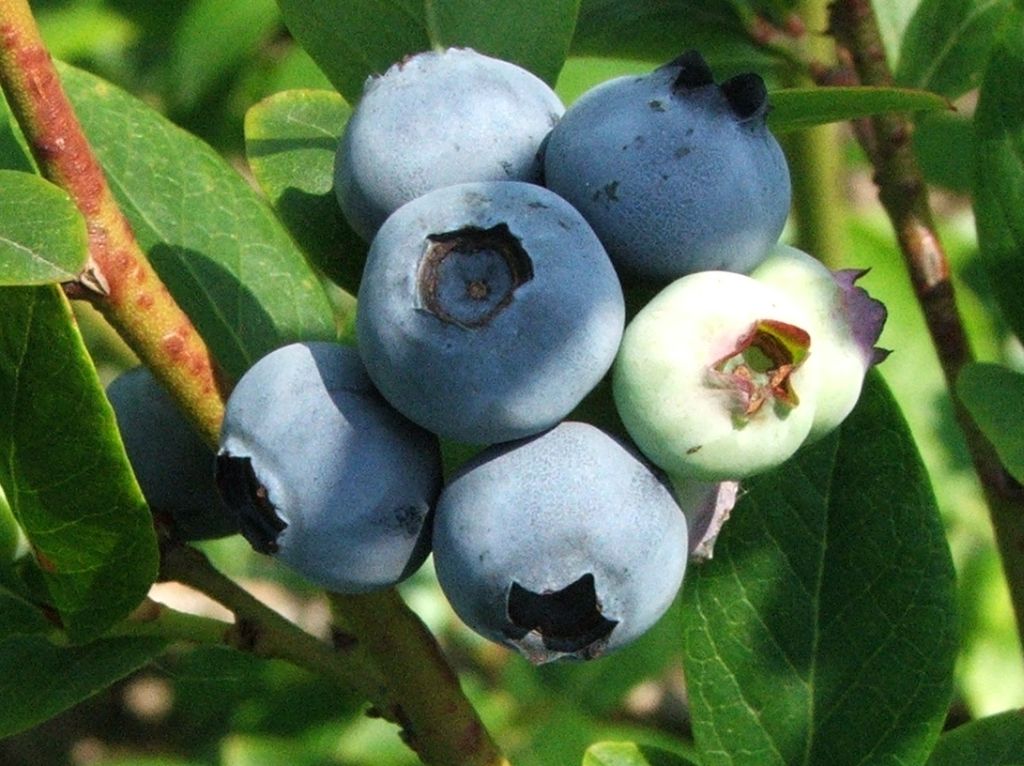 I will sell fresh blueberries - from 100 to 300 kg a day