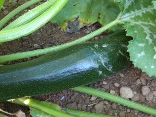 I have for sale 20 kg of freshly harvested