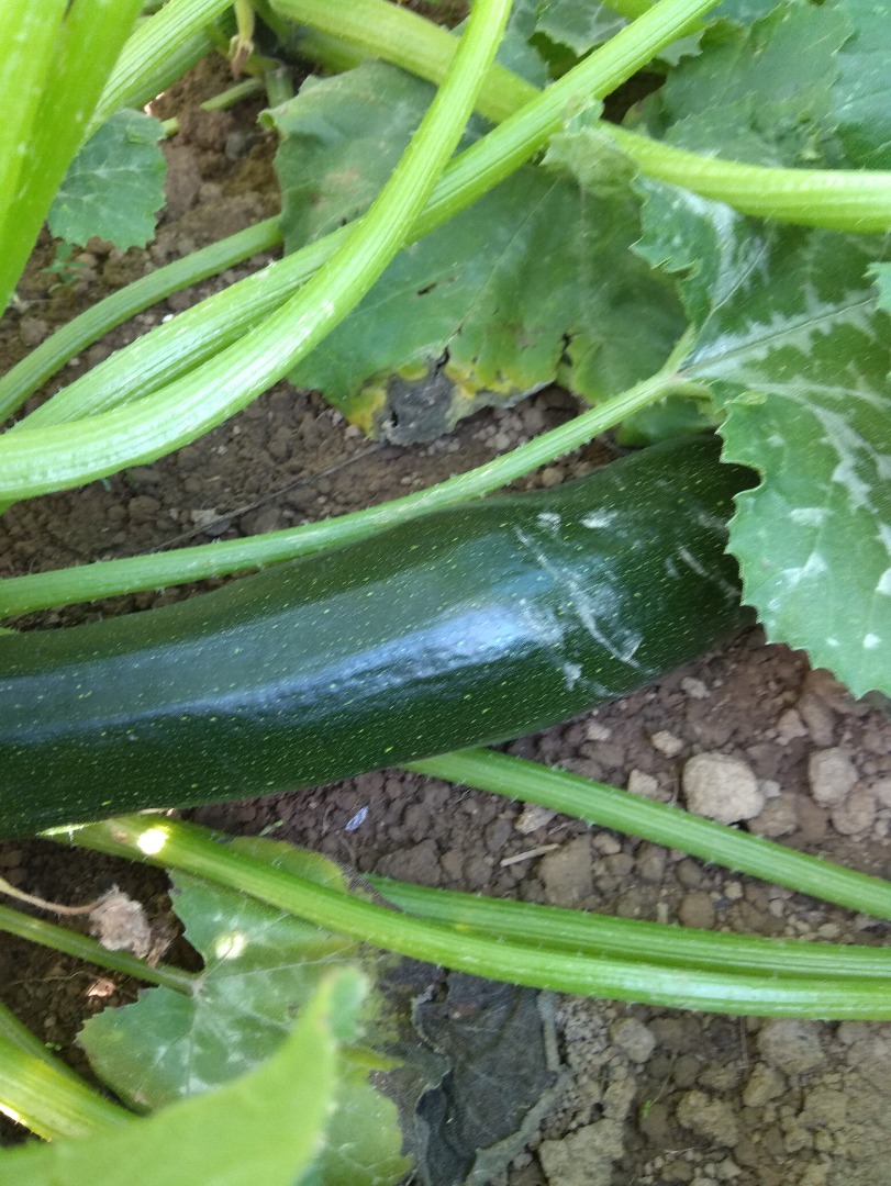 I have for sale 20 kg of freshly harvested zucchini from organic farming away from the road, please see Personal pickup