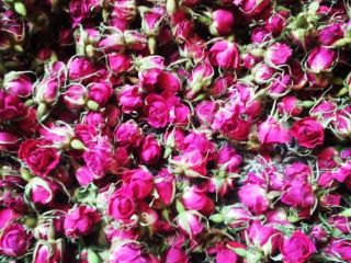 Marjoram plant sale in bulk and sorted in organic