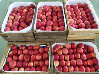 It offers apples of various varieties for sale, in