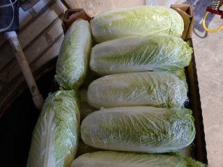Hello. I will sell Chinese cabbage. Caliber 0.4-1.6. Price