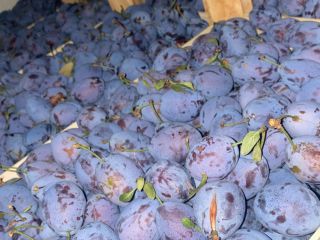 PLUM for sale! Good caliber From Moldova, large quantity,
