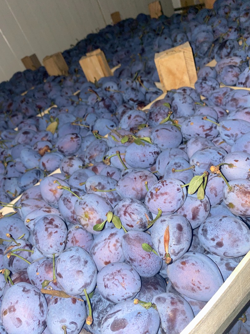 PLUM for sale! Good caliber From Moldova, large quantity, good price Contact Viber, Whatsapp, Telegram English, Russian