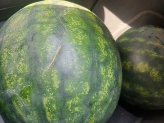 I am selling Sorrento watermelons from 7 to 12