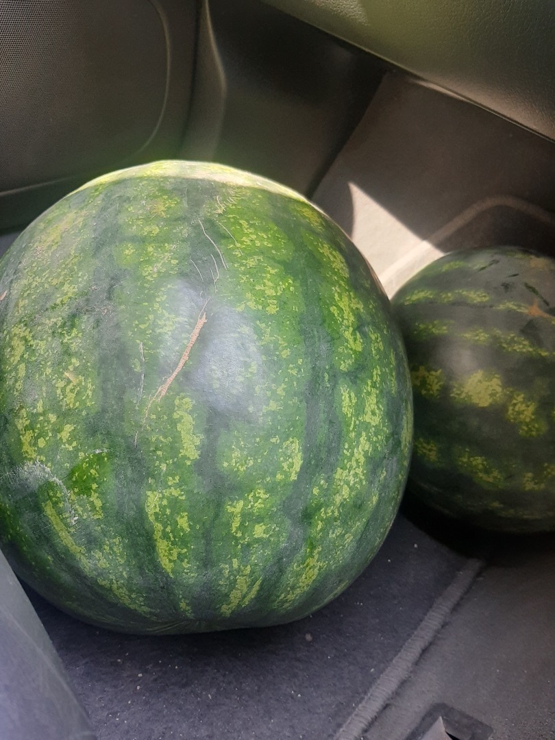 I am selling Sorrento watermelons from 7 to 12 kg, very sweet, dark green color, price negotiable!
