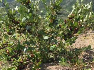Organically produced Aronia berries , fresh and/or dried.