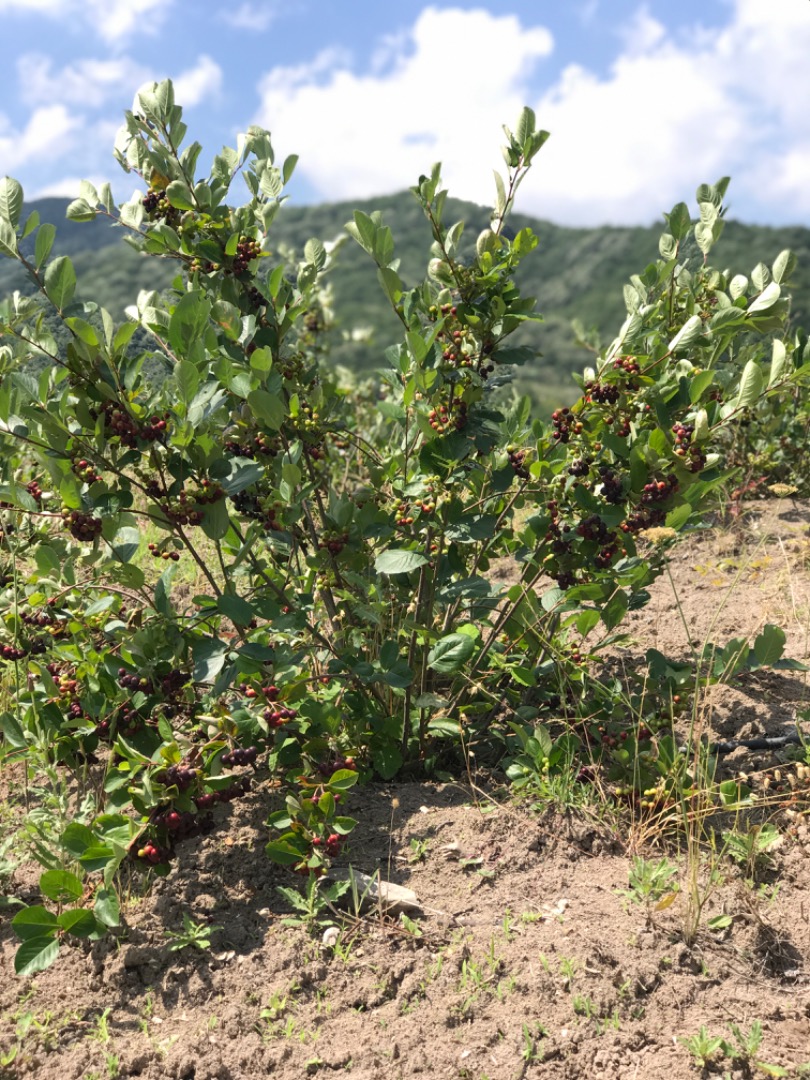 Organically produced Aronia berries , fresh and/or dried
