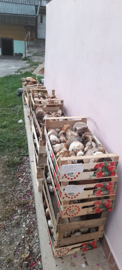 I am looking for collaboration for the sale of fruits and berries