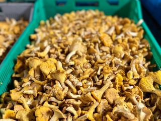 KURKI fresh mushrooms for sale