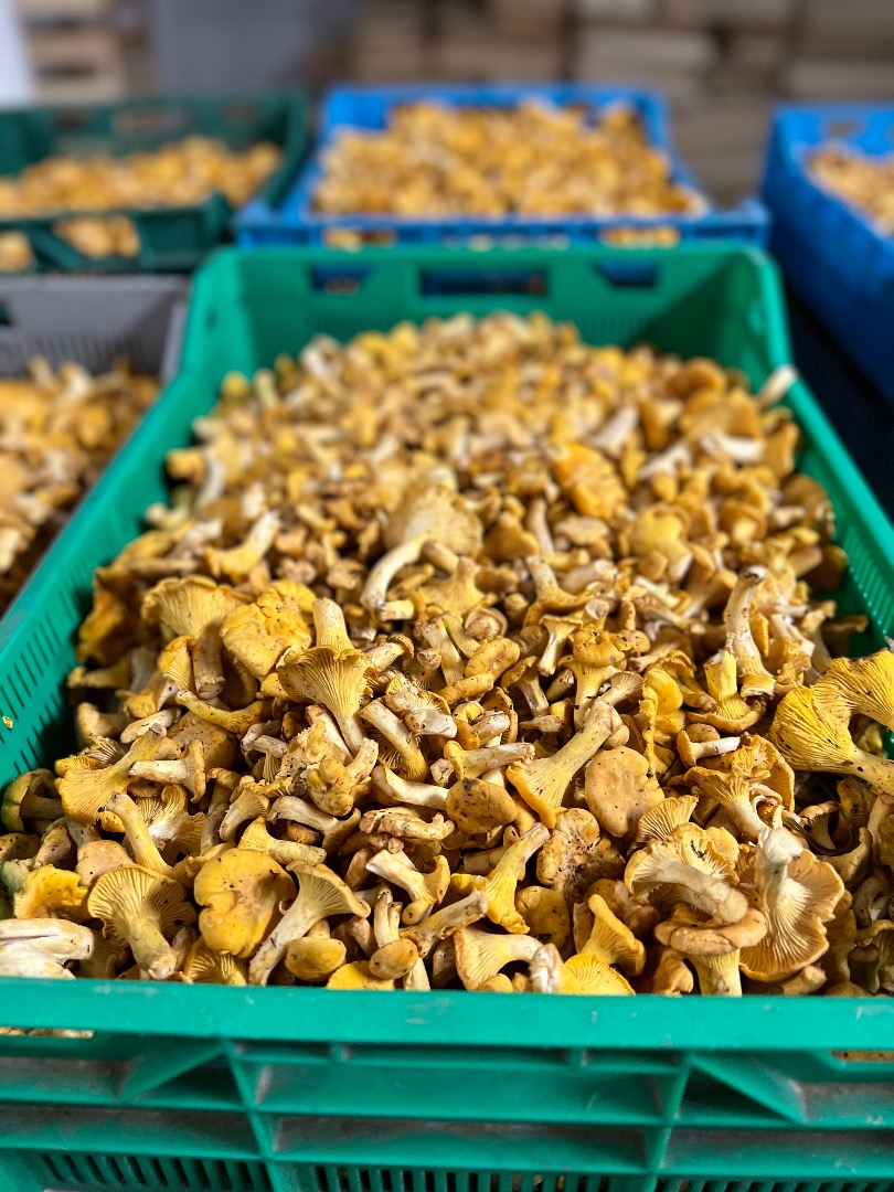 KURKI fresh mushrooms for sale
