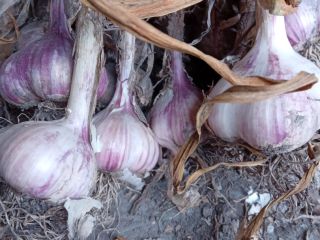 Arkus Garlic for sale. Calibrated. Perfect for planting. A