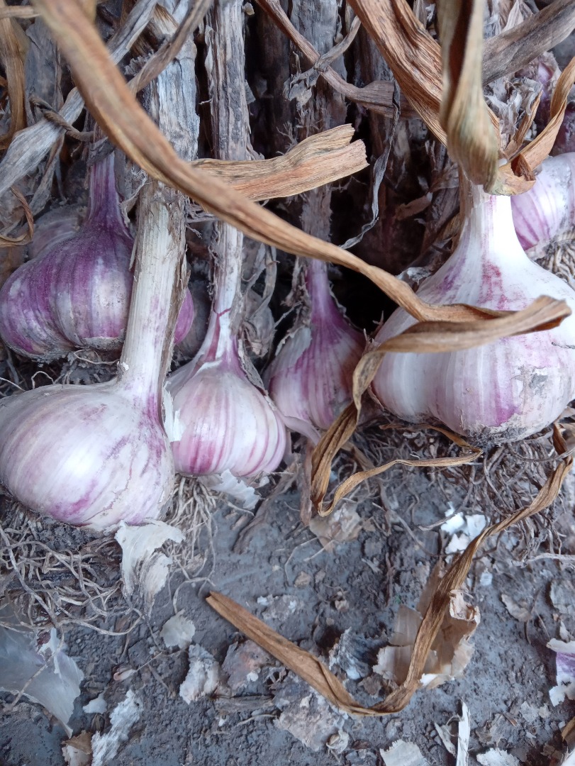 Arkus Garlic for sale