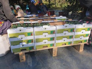 20 pallets in container Each pallets has 288 boxes