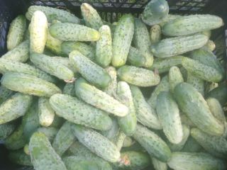 I will sell ground cucumbers, Śremski variety. I will
