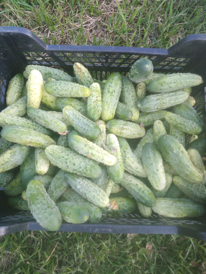 I will sell ground cucumbers, Śremski variety