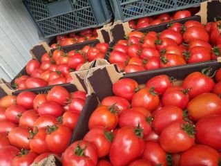 I will sell 10 pallets of raspberry plum tomatoes,