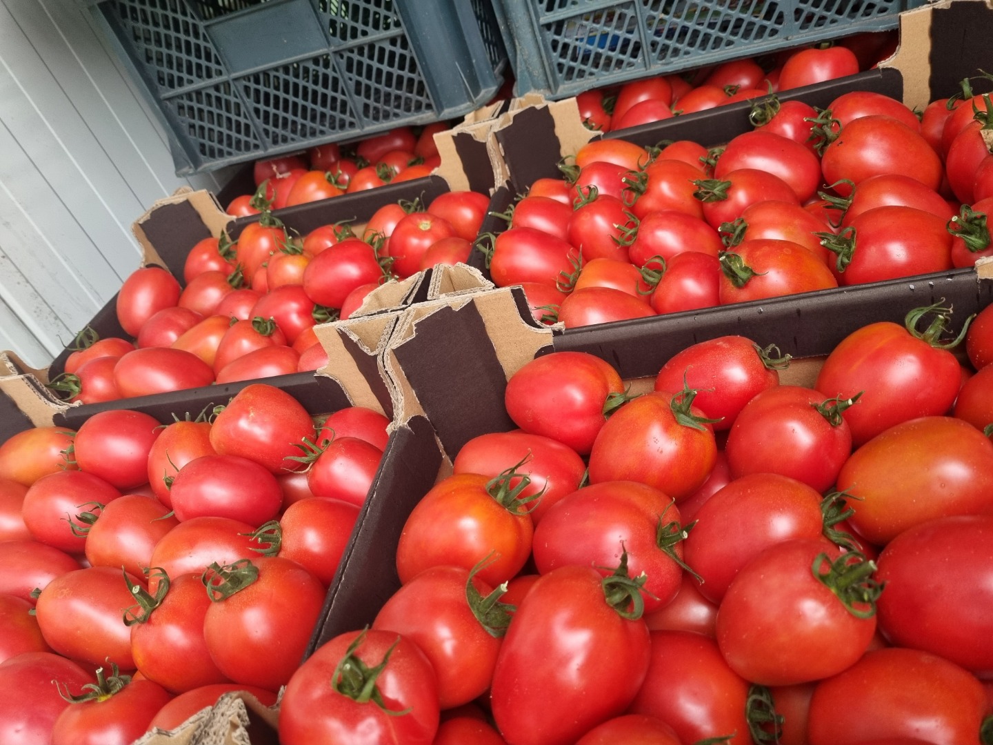 I will sell 10 pallets of raspberry plum tomatoes, transport throughout the country