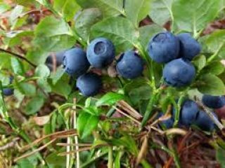 Purchase of uncleaned blueberries. Ladek Zdrój, Stronie Śląskie. Possible