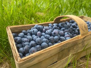 I will sell blueberry from a family plantation. Organic