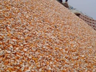 Maize available 1500 Tons. Excellent Quality 1st, 2nd grades