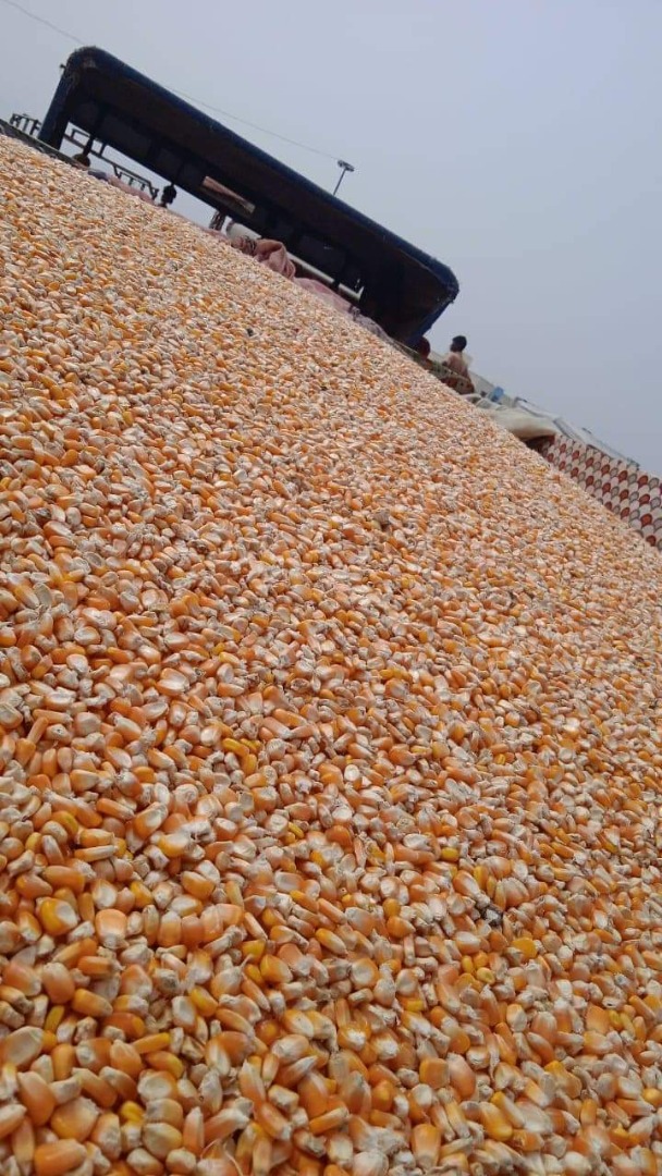 Maize available 1500 Tons