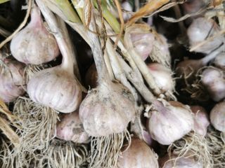 Harnas garlic for sale. Healthy, not cracked, beautiful purple