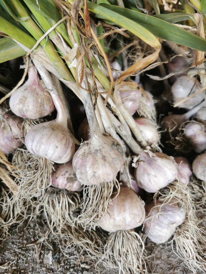Harnas garlic for sale