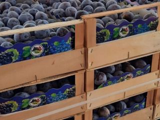 I sell black plums for more information text me