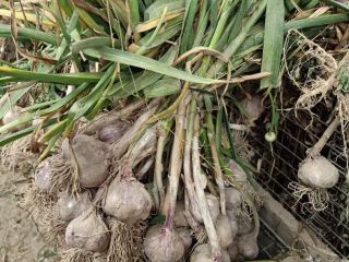 Hello, I will sell Polish garlic, Harnaś variety. Garlic