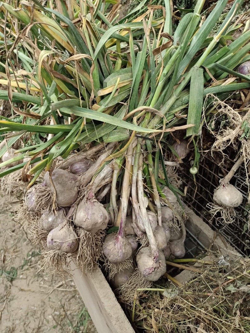 Hello, I will sell Polish garlic, Harnaś variety