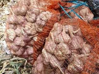 Hello, I have a garlic Violetta variety. About 4