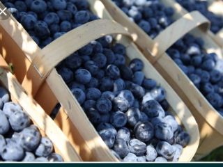 Hello, I offer the sale of American blueberries harvested