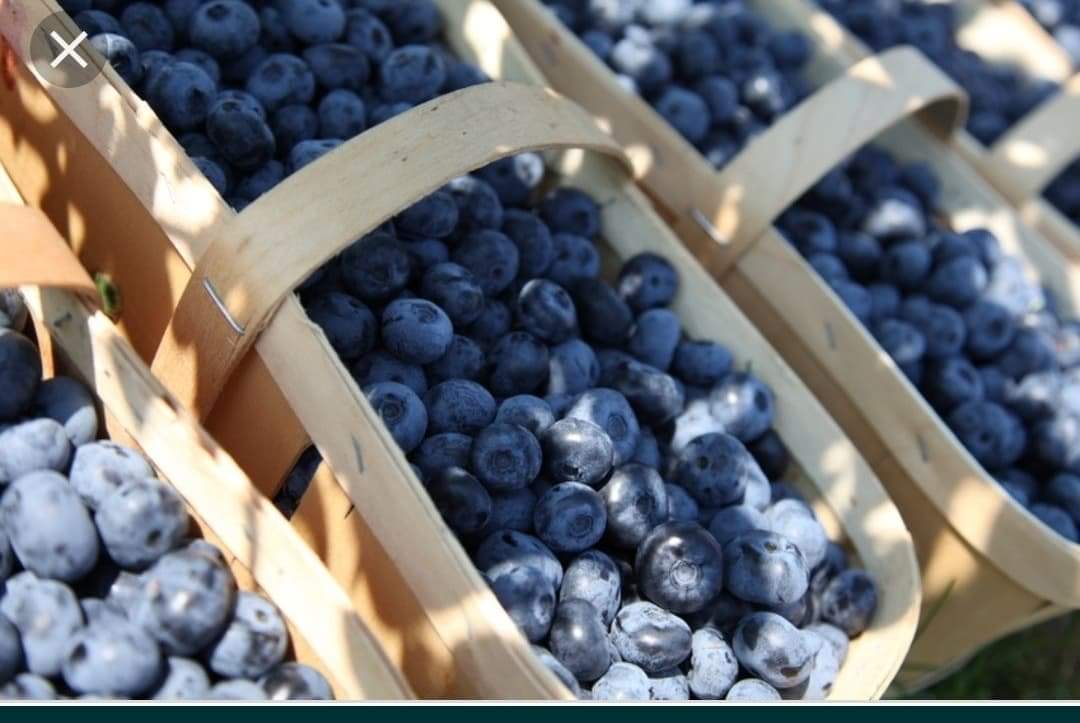 Hello, I offer the sale of American blueberries harvested by hand from my own plantation
