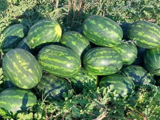 The watermelons are located in the town of Harmanli.