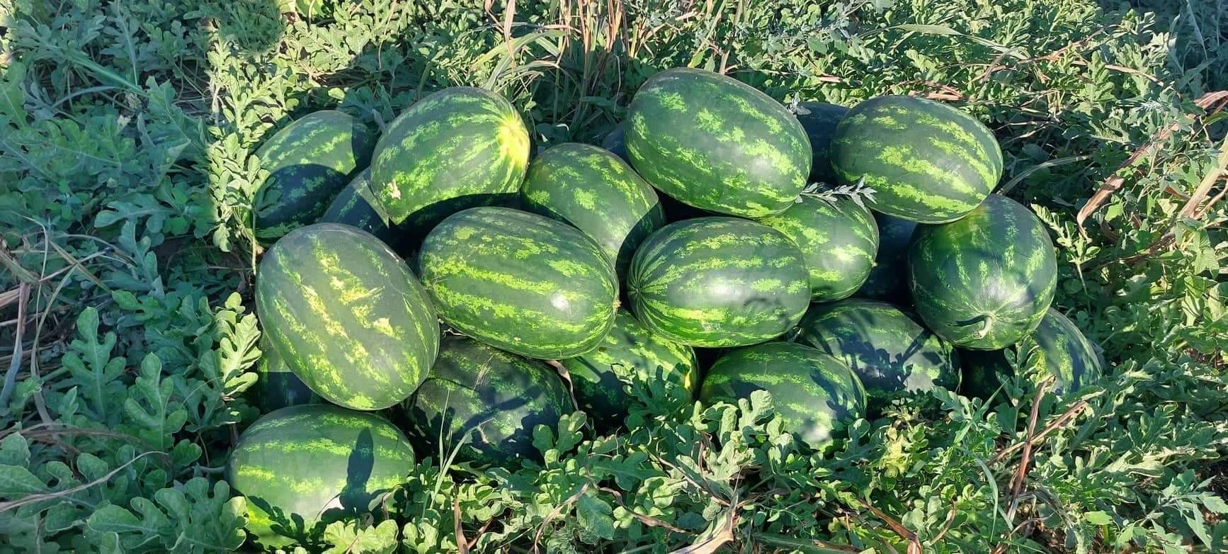 The watermelons are located in the town of Harmanli