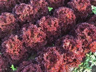 Hello, I have to offer red corrugated lettuce, currently