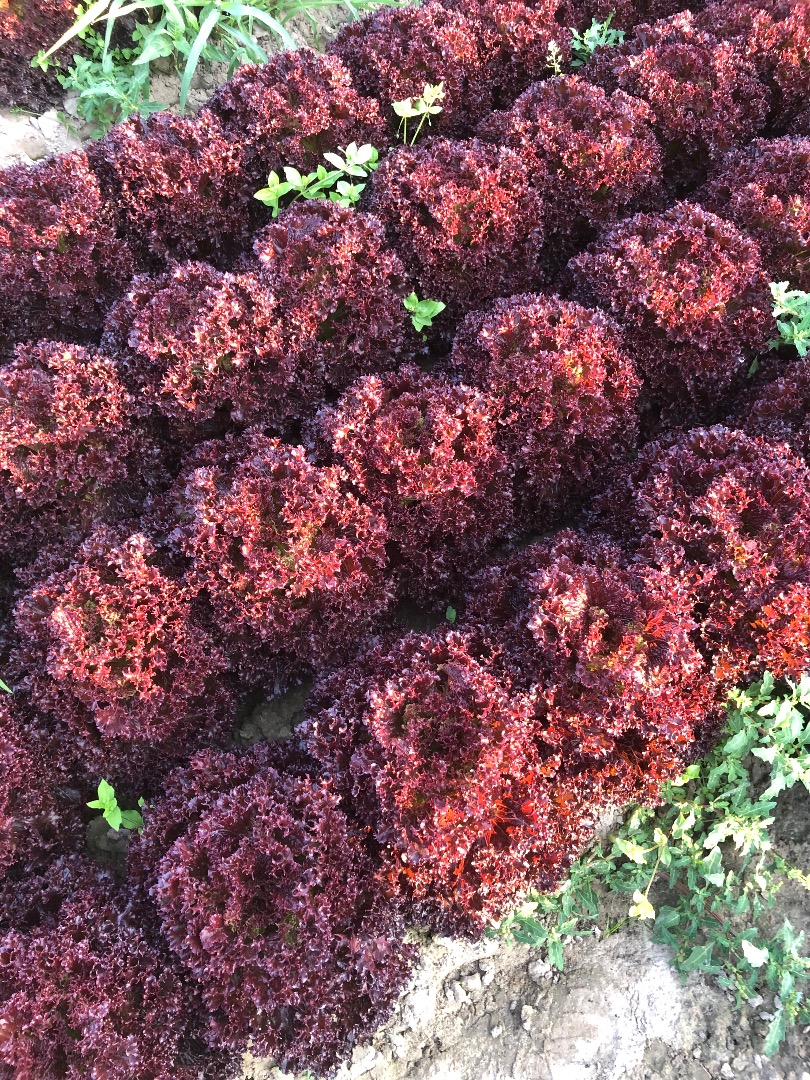 Hello, I have to offer red corrugated lettuce, currently I have about 1000 pieces for the price and packaging to be agreed, we go to Bronisze every day